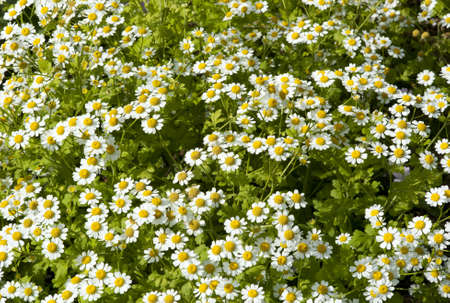 daisy flowers の写真素材