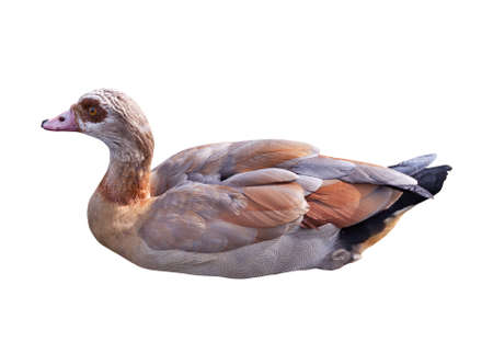 Wild duckの写真素材