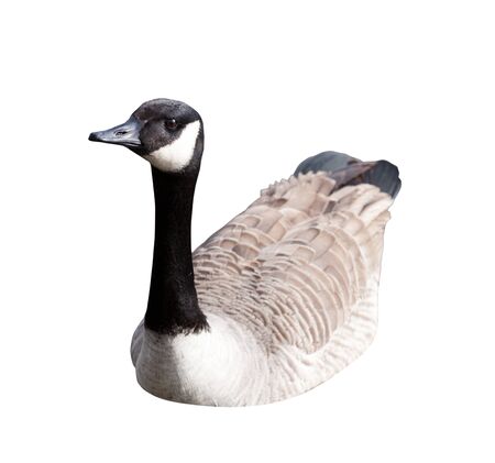 Gooseの写真素材