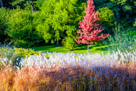 Autumn in parkの写真素材