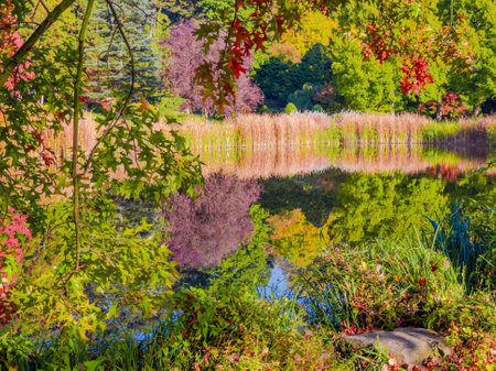 Autmn trees reflectionの写真素材