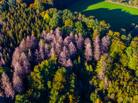 Aerial view of coast of forest in autumn with beautiful tree coloursの写真素材
