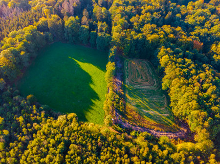 Aerial view of forest in autumn with beautiful tree coloursの写真素材