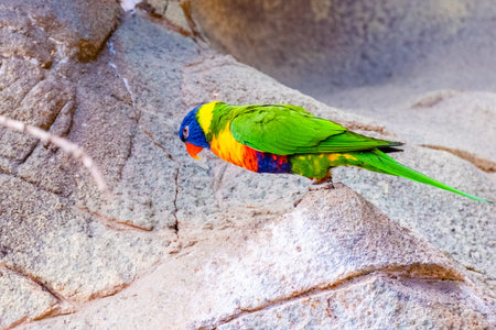 Colorful parrot bird sitting on the perch