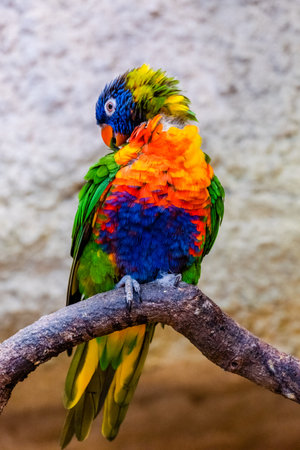 Colourful parrot bird sitting on the perch