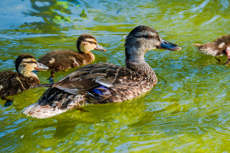 wild ducks in pondの写真素材