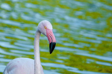 Pink flamingo in water with reflectionsの写真素材