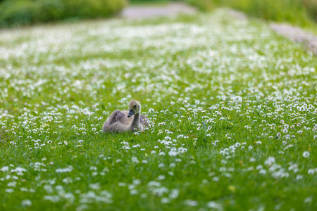 baby goose on meadowの写真素材