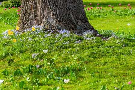 spring gardenの写真素材