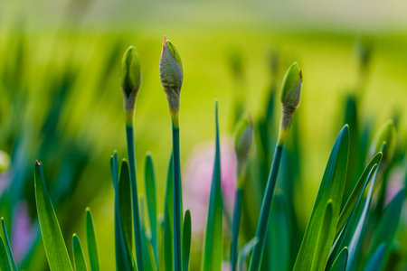 spring flowers