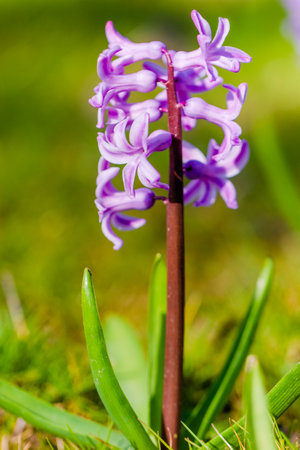 spring flowerの写真素材