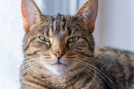 cat portrait