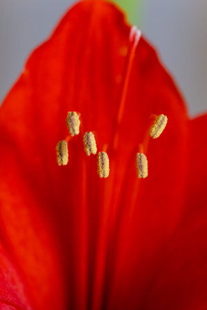 red flowerの写真素材