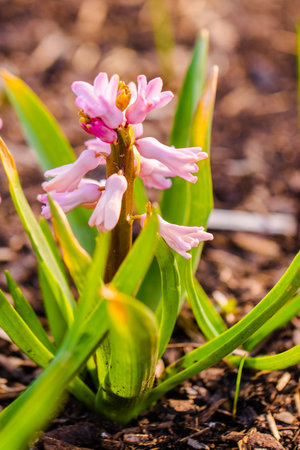 spring flower