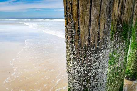 Old wooden beams left from pier on a beautiful beachの写真素材