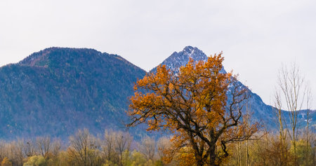 Austrian alps, Green meadows, alpine cottages and mountainsの写真素材