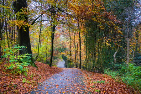 autumn season warm sunlight with colorful trees and leaves