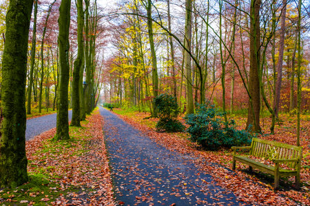 autumn season warm sunlight with colorful trees and leavesの写真素材