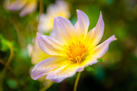 detail outdoor shot of blossom flower from garden