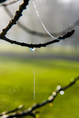 foggy morning in park, misty trees and silhouettes on horizonの写真素材