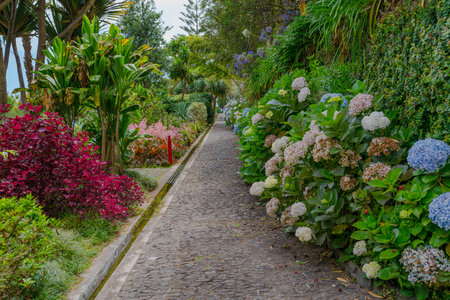 Botanical Garden Monte, Funchal, Madeira island, Portugalの写真素材