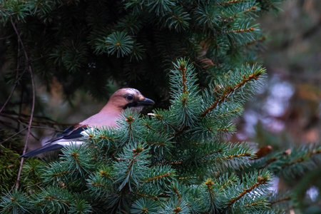 Close-up of Eurasian Jay spotted on a Branch of a Treeの写真素材