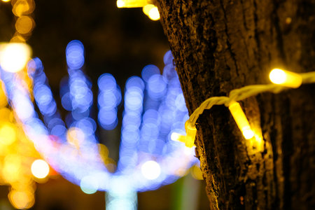 illuminated trees decorated for christmas, Defocused Lightsの写真素材