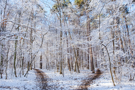 Winter Landscape with with fresh powder snow