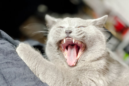 grey british short hair cat portraitの写真素材