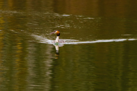 Great crested grebe in its natural habitat swimming in lake. water birds.の写真素材