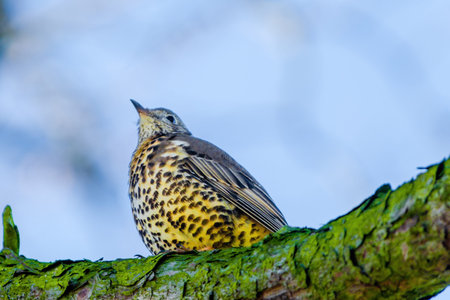 Mistle Thrush. Turdus viscivorus. perching on branch in park