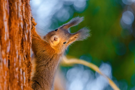 cute young squirrel portrait on tree at park