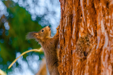 cute young squirrel portrait on tree at park
