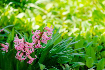 Spring field with flowering pink and purple hyacinths in sunny day in natureの写真素材