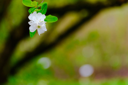 Blossoming Tree in Spring. Spring time in nature with blooming tree