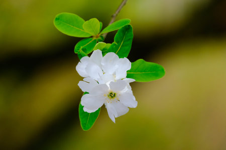 Blossoming Tree in Spring. Spring time in nature with blooming tree