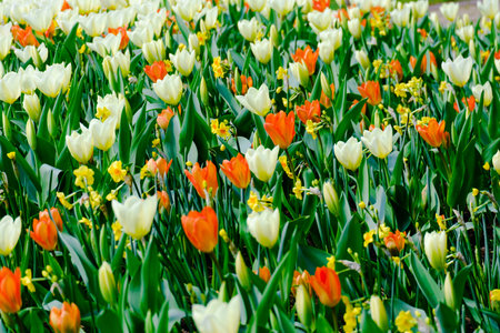 colorful blooming tulips flowers in early spring field