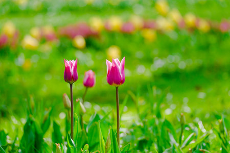 colorful blooming tulips flowers in early spring fieldの写真素材