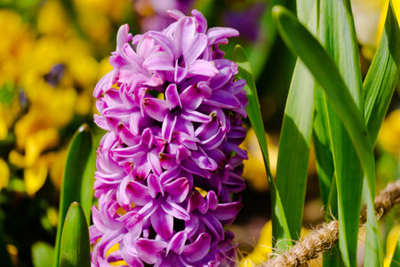 Spring field with flowering pink and purple hyacinths in sunny day in nature