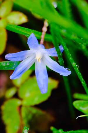 Small blue Scilla siberica flower in springtime covered with rain water drops. macro photography