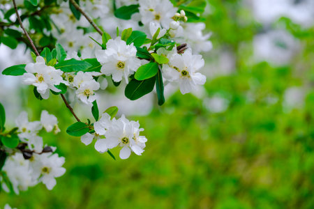 Blossoming Tree in Spring. Spring time in nature with blooming tree
