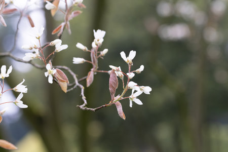 Blossoming Tree in Spring. Spring time in nature with blooming treeの写真素材