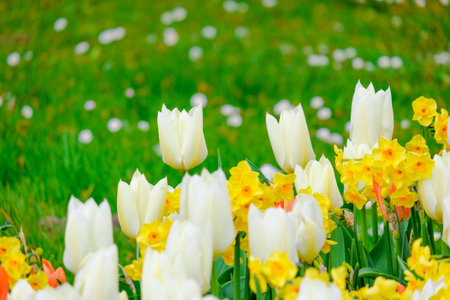 colorful blooming tulips flowers in early spring fieldの写真素材