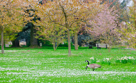 wild goose stands on a green meadow in springtime. wildlifeの写真素材