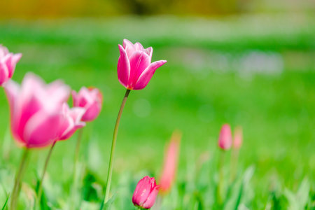 colorful blooming tulips flowers in early spring fieldの写真素材