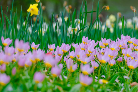 closeup of wild crocus flowers blooming on green grass under sunlight dayの写真素材