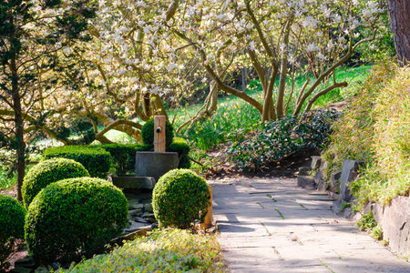 Blossoming Tree in Spring. Spring time in nature with blooming treeの写真素材