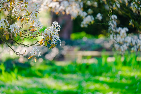 Blossoming Tree in Spring. Spring time in nature with blooming treeの写真素材