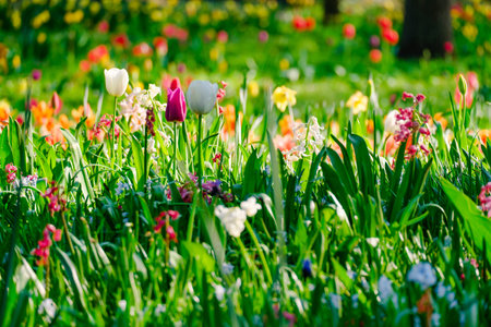 colorful blooming tulips flowers in early spring fieldの写真素材