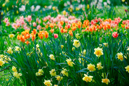 colorful blooming tulips flowers in early spring fieldの写真素材